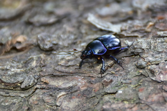 geotrupes vernalis dung beetle,Czech republic