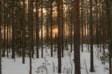 Skandinavien winter sunset forest