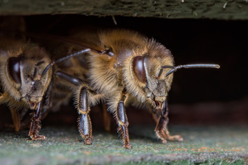 Honey Bee ( Apis mellifera )- detail Close Up - Macro