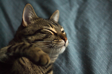 cat with yellow eyes