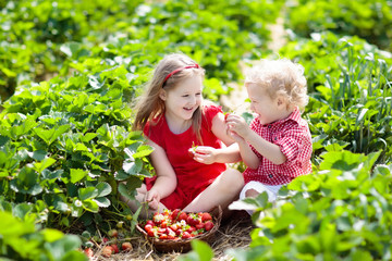 Kids pick strawberry on berry field in summer