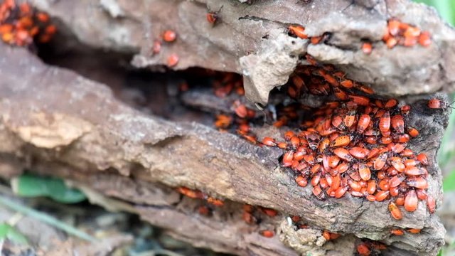 Congestion of young specimens of firebugs (Pyrrhocoris apterus)