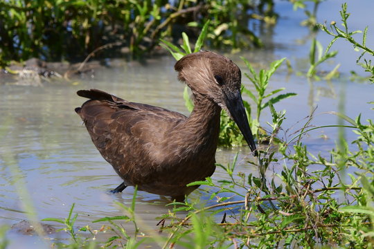 Scopidae Bilder Durchsuchen 125 Archivfotos, und
