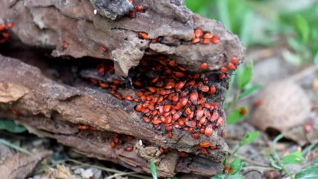 Congestion of young specimens of firebugs (Pyrrhocoris apterus)