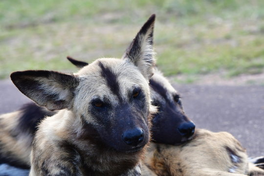 wild dog after figth in Kruger National park in South Africa,district Orpen