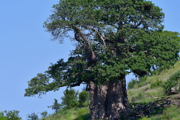 Baobab,parc national Kruger,Afrique du Sud