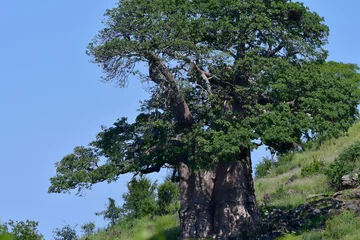 Photo sur Plexiglas Baobab Baobab,parc national Kruger,Afrique du Sud