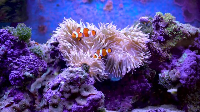 Fish, fish tank, clown fish, nemo, sea, ocean, coral, aquarium, water