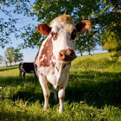 Vache normande au pré en été