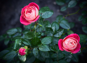 Shrub roses with flowers and buds on natural background. Selective focus.