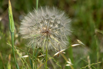 Fototapeta premium Wild Dandelion (Taraxacum)