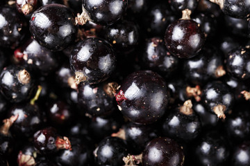 ripe currant as background