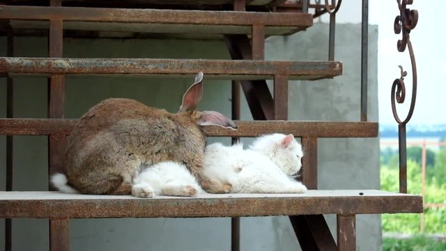 Loving rabbit and a white cat on the steps
