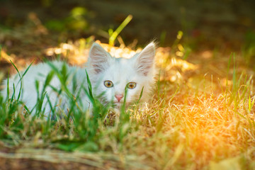 A small and evil fluffy white cat on the hunt follows the prey in a grass shelter