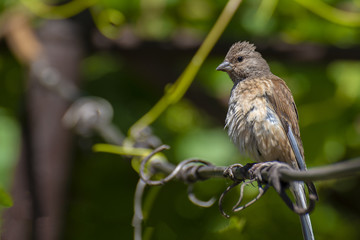 Tapdog, creeper, bird of the passerine family sitting on the wire and looking close up