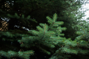 Coniferous Trees, evergreens, keep their foliage year-round.