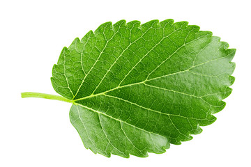 strawberry leaf isolated