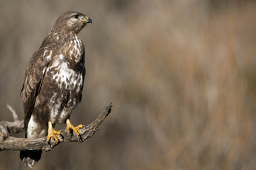 Common buzzard (Buteo buteo)