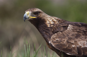 Fototapeta premium golden eagle (Aquila chrysaetos), portrait