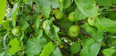Apfelbaum im Frühsommer