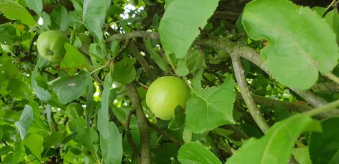 Apfelbaum im Frühsommer