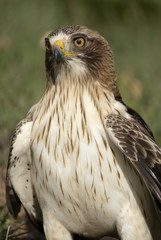 Painted eagle, pale morph, Aquila pennata, portrait