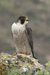 Peregrine falcon on the rock. Bird of prey, female portrait, Falco peregrinus