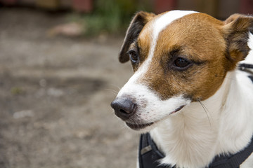 Dog breed Fox Terrier standing. Puppy closeup. Portrait of a dog.