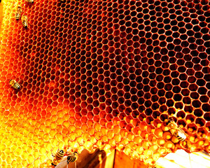 Background hexagon texture, wax honeycomb