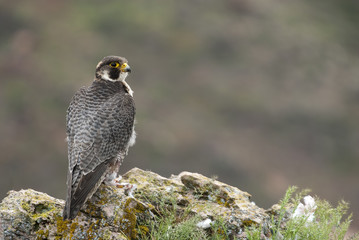 Peregrine falcon on the rock. Bird of prey, Male portrait, Falco peregrinus