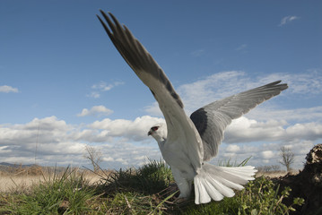 Black-shouldered kite (Elanus caeruleus), with open wings and landscape