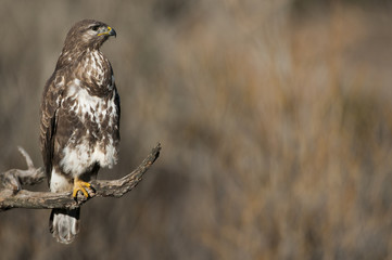 Common buzzard (Buteo buteo)