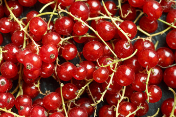 red currant as a background