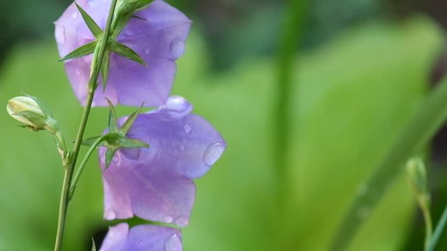 Peach-leaved bellflower covered with drops of morning dew rustling in the wind (Campanula persicifolia)