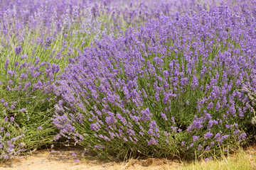 flourishing fields of lavender.