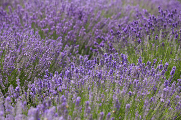 Fototapeta premium a picturesque view of blooming lavender fields