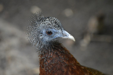 Great Malay Argus bird