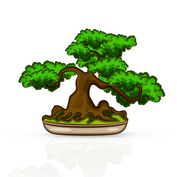 isolated banzai tree