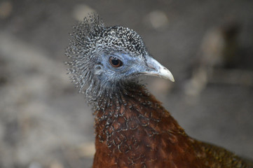 Great Malay Argus bird