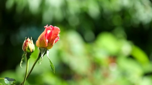 Pink bud of a garden rose on a blurry green background slightly shaky from the wind