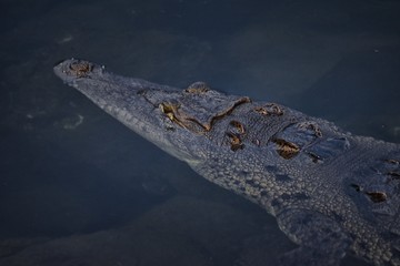 Crocodile in a Pacific Ocean marina in Marina Vallarta, puerto Vallarta, Mexico. 