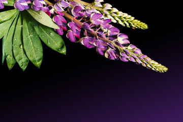 beautiful purple lupine flowers on a black background