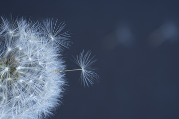 dandelion flower, white fluffy on a blue background, fly off the seeds