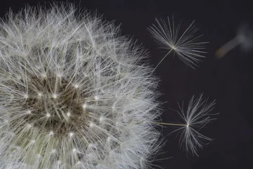 Foto auf Acrylglas dandelion flower, white fluffy on a black background, fly with seeds © YuSafa