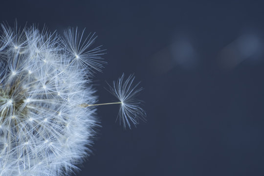 dandelion flower, white fluffy on a blue background, fly off the seeds © YuSafa
