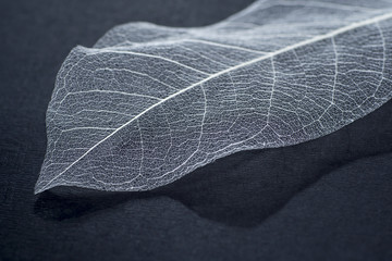 natural gray background, with delicate beautiful transparent openwork skeletons of leaves