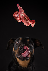 Rottweiler with tired tongue. Concept of barf meal. - obrazy, fototapety, plakaty