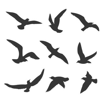 Flying birds silhouette vector set. Seagull figures in the sky, isolated on white background