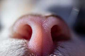 nose and mouth of a cat, close-up