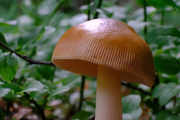 Muchomor rdzawobrązowy (Amanita fulva)